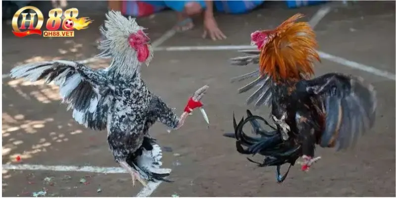 Đá gà cựa dao QH88 là gì?