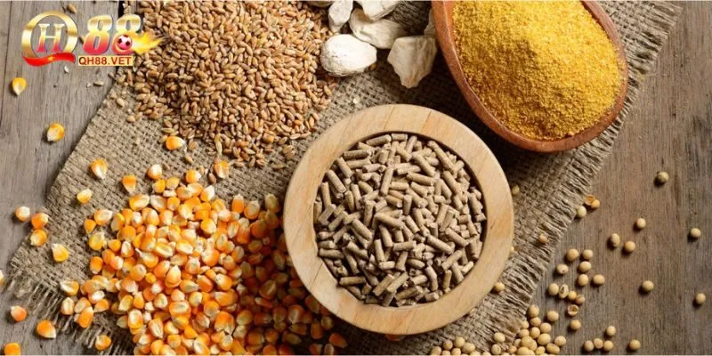 Cách chơi đá gà cựa sắt qua dinh dưỡng
