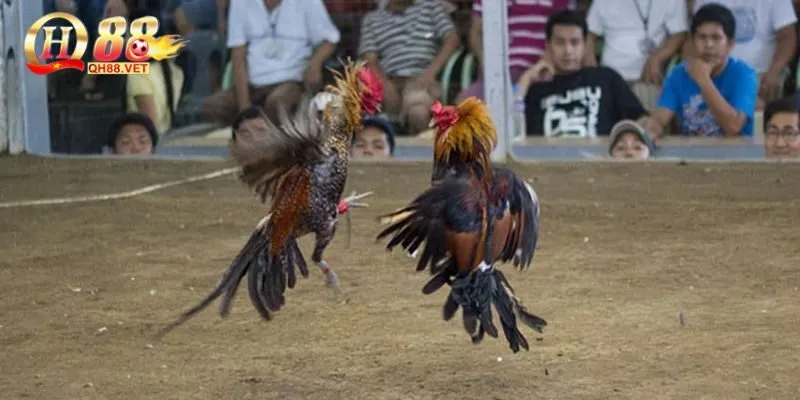 Chọn gà tốt